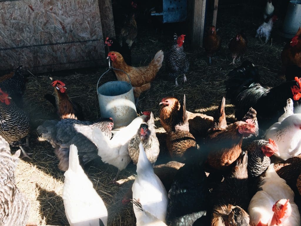 Chickens in their chicken coup / hen house on the farm